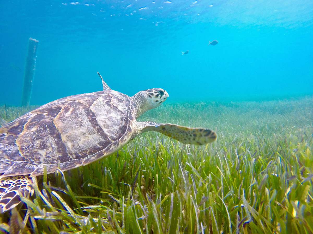 animal underwater photography of turtle turtle